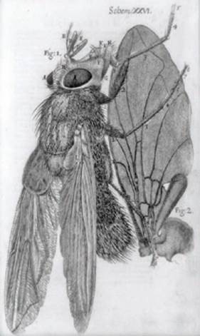 Engraving of a fly...